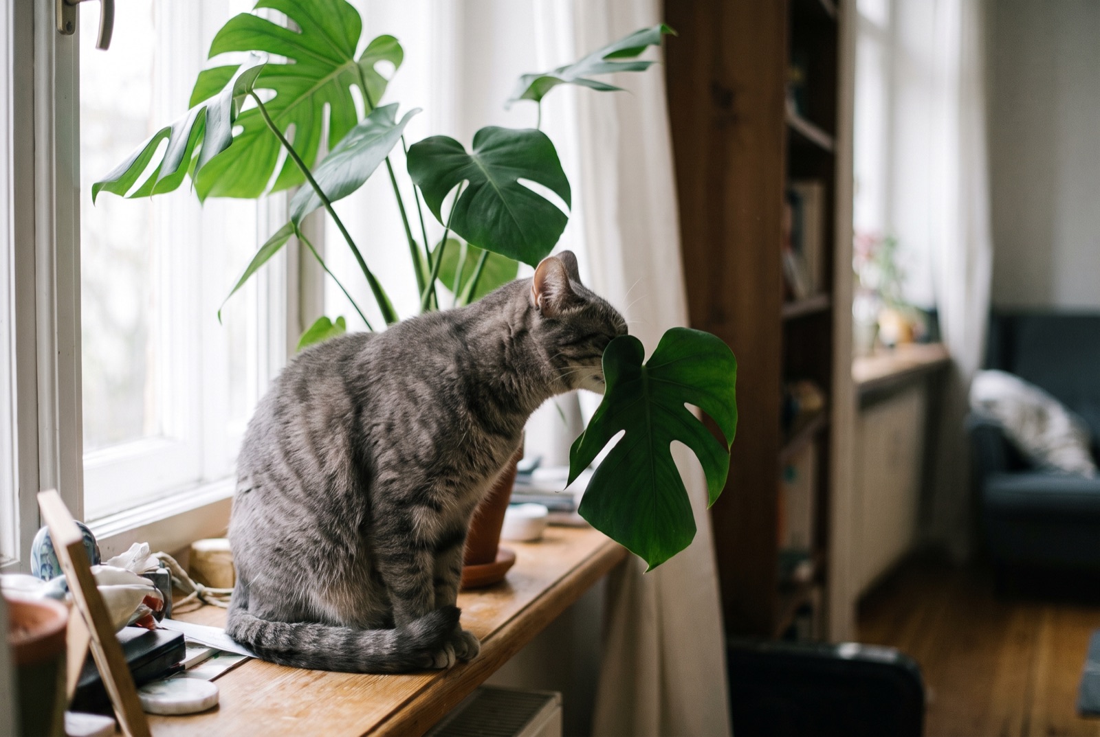 Eine getigerte Katze sitzt auf einer Fensterbank und schnuppert an den Blättern einer großen Zimmerpflanze