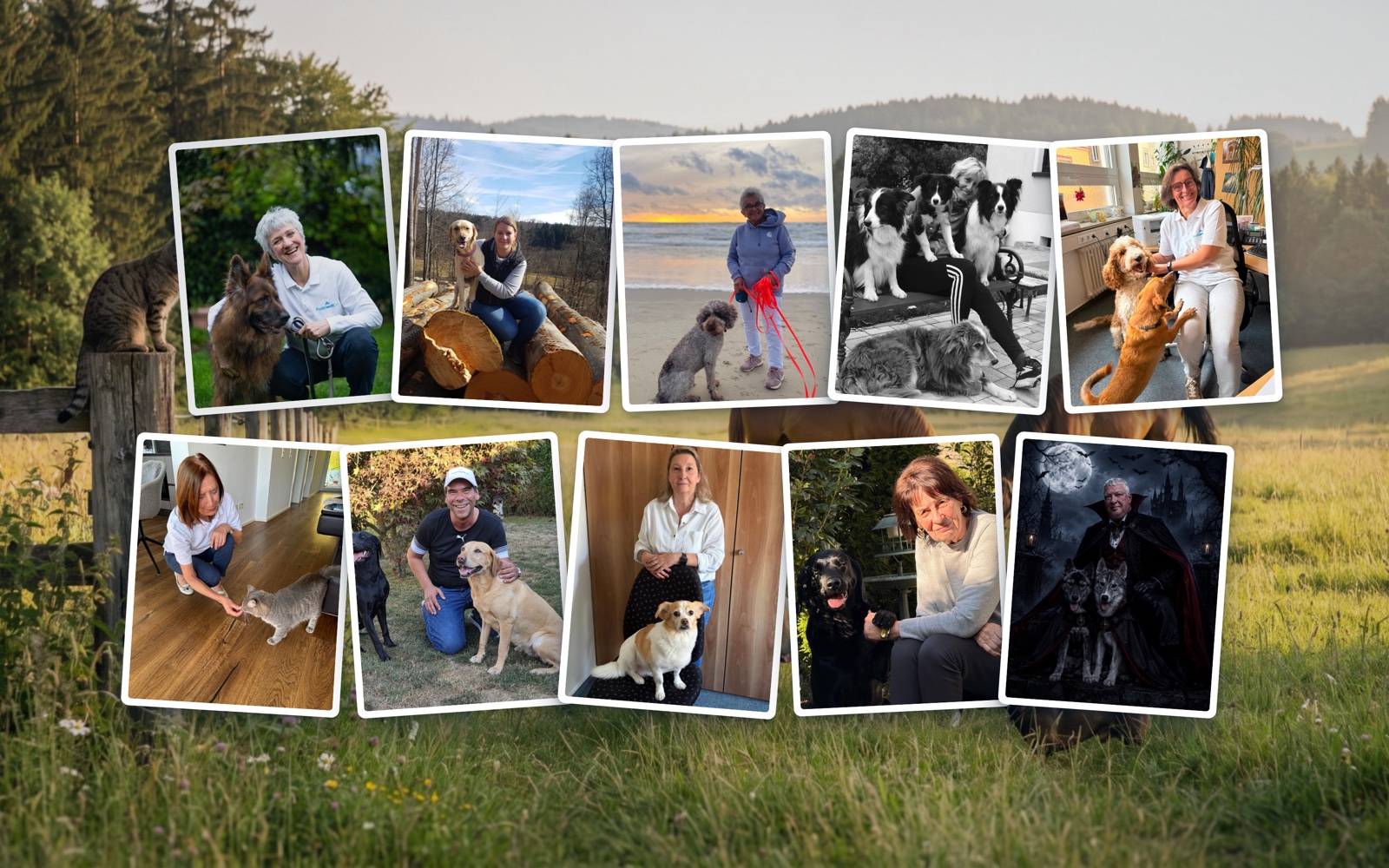 Bildmontage: Fotos der Mitarbeiterinnen und Mitarbeiter von Pudelwohl365 mit ihren Hunden und Katzen, im Hintergrund eine Wiese am Waldrand mit Pferden